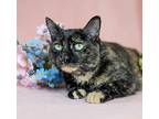 Cinderella, Domestic Shorthair For Adoption In Melville, New York
