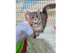 Lucky J, Egyptian Mau For Adoption In Newmarket, Ontario