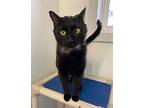 Carbon, Domestic Shorthair For Adoption In Brockville, Ontario