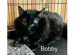Bobby, Domestic Mediumhair For Adoption In Brockville, Ontario