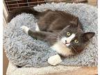 Valentino, Domestic Mediumhair For Adoption In West Hills, California