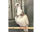 Popeye, Pigeon For Adoption In Novato, California