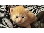 Pooh (pork Kitten), Domestic Shorthair For Adoption In Bowling Green, Kentucky