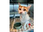 Charming, Domestic Shorthair For Adoption In Chicago Heights, Illinois