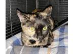 Yellowfoot, Domestic Shorthair For Adoption In St. Augustine, Florida