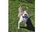 Cash, American Pit Bull Terrier For Adoption In Bingham Farms, Michigan