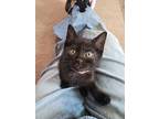 River, Domestic Shorthair For Adoption In Union Grove, Wisconsin