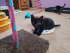 Brooke, Domestic Shorthair For Adoption In Union Grove, Wisconsin