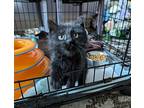 Maleficent, Domestic Shorthair For Adoption In Poplar Grove, Illinois