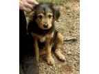 Tubby, Lakeland Terrier For Adoption In Spring Lake, North Carolina