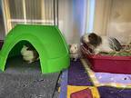 Betty, Guinea Pig For Adoption In Sechelt, British Columbia