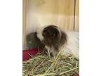 Billie, Guinea Pig For Adoption In Sechelt, British Columbia