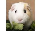 Cream Puff, Guinea Pig For Adoption In Chicago, Illinois