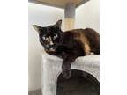 Tonks, Domestic Shorthair For Adoption In Toronto, Ontario