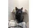 Angus, Domestic Shorthair For Adoption In Guelph, Ontario