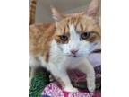 Marshall, Domestic Shorthair For Adoption In Guelph, Ontario