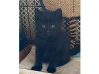 Eclipse, Domestic Mediumhair For Adoption In Great Neck, New York