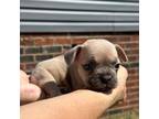 French Bulldog Puppy for sale in Benson, NC, USA