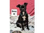 Beau, Boston Terrier For Adoption In Hammonton, New Jersey
