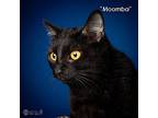 Moomba - $30 Adoption Fee And Free Gift Bag, Bombay For Adoption In Knoxville