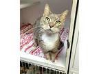 Oliver - $30 Adoption Fee And Free Gift Bag, Domestic Shorthair For Adoption In