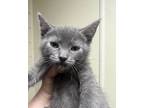 Hermione (main Campus), Domestic Shorthair For Adoption In Louisville, Kentucky