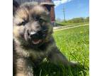 German Shepherd Dog Puppy for sale in Weyauwega, WI, USA