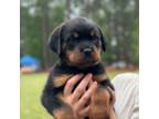 AKC Rotweiler Puppy