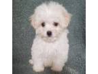 Maltipoo Puppy for sale in Panama City, FL, USA