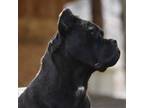 Cane Corso Puppy for sale in Lostine, OR, USA