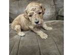 Mutt Puppy for sale in Akeley, MN, USA