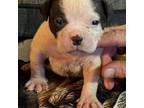 Olde Bulldog Puppy for sale in Tallahassee, FL, USA