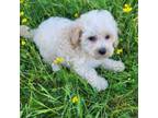 Maltipoo Puppy for sale in Marietta, GA, USA