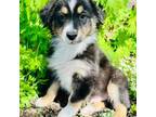 Australian Shepherd Puppy for sale in Blomkest, MN, USA
