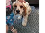 Cocker Spaniel Puppy for sale in Bloomington, CA, USA