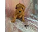 Mutt Puppy for sale in Joice, IA, USA