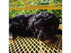 Poodle (Toy) Puppy for sale in Albany, LA, USA