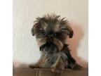 Shih Tzu Puppy for sale in Saginaw, MI, USA