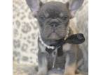 French Bulldog Puppy for sale in Candler, NC, USA