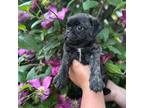 Pug Puppy for sale in Mexico, MO, USA