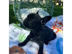 French Bulldog Puppy for sale in Parlier, CA, USA