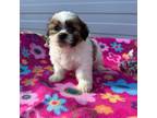 Shih Tzu Puppy for sale in Chariton, IA, USA