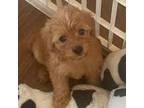Maltipoo Puppy for sale in Arvin, CA, USA