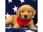 Golden Retriever Puppy for sale in Washington, IL, USA