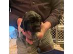 German Shorthaired Pointer Puppy for sale in Napavine, WA, USA