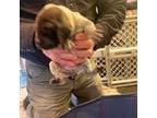 German Shorthaired Pointer Puppy for sale in Napavine, WA, USA