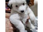 Pomeranian Puppy for sale in Endicott, NY, USA