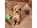 Mutt Puppy for sale in Los Molinos, CA, USA
