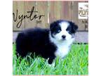 Wynter