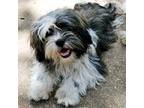 Shih Tzu Puppy for sale in New Port Richey, FL, USA